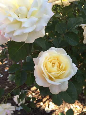 Beaumont Botanical Gardens 